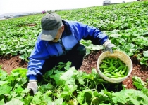 منابع ملی استان تهران سند دار شدند/افزایش ۶۰۰ هزارتنی محصولات کشاورزی