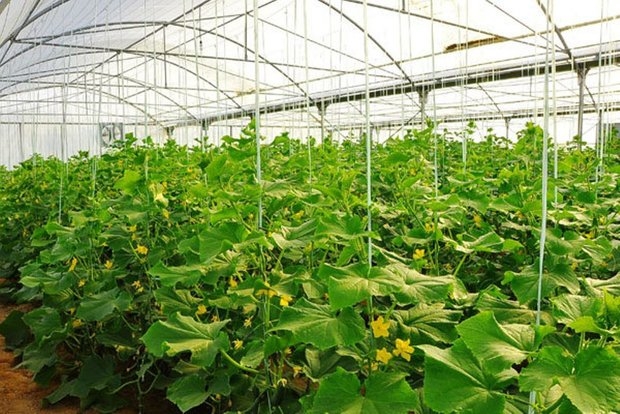 فعالیت مدرن ترین گلخانه شیشه ای استان؛ محصولات به۳ کشور صادر میشود