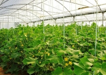 فعالیت مدرن ترین گلخانه شیشه ای استان؛ محصولات به۳ کشور صادر میشود