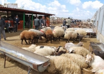 اقتصاد مقاومتی و پرورش ۱۰۰ هزار راس گوسفند داشتی در استان تهران