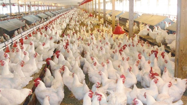 اسناد توسعه ای استان تهران| ایجاد نهالستان و پرورش مرغ در دماوند