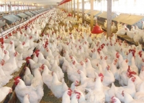 اسناد توسعه ای استان تهران| ایجاد نهالستان و پرورش مرغ در دماوند