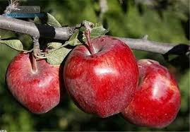 اسناد توسعه ای| تولید ۲۸۸ هزار تن سیب درختی در استان تهران