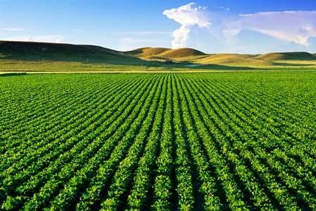 اسناد توسعه ای| تولید ۲۸۶۶ هزار تن محصولات زراعی در استان تهران