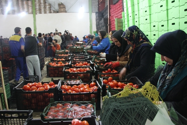 گزارش/ شمارش معکوس برای افتتاح بزرگترین ترمینال محصولات کشاورزی تهران