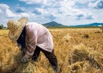 اسناد توسعه ای تهران| افتتاح ۲ پروژه کشاورزی در شهر تهران
