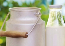 رتبه نخست استان تهران در تولید شیر و دام های پرواری